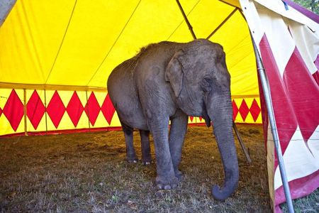Hunderte Tiger, Giraffen und Elefanten sind in Deutschland noch immer im Zirkus unterwegs und damit muß Schluß sein, auch Tiere haben eine Wuerde