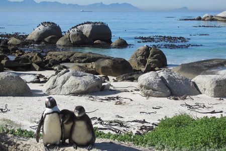 Boulders Beach - Pinguine