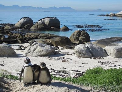 Boulders Beach - Pinguine