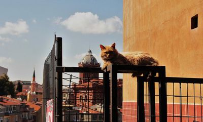 Katzen gehören zum Straßenbild von Istanbul, und die Istanbuler mögen sie