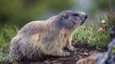Murmeltiere sind sicherlich die putzigsten Vertreter der Big Five der Alpen