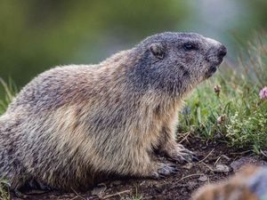 Murmeltiere sind sicherlich die putzigsten Vertreter der Big Five der Alpen