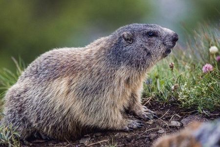 Murmeltiere sind sicherlich die putzigsten Vertreter der Big Five der Alpen
