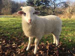 Achten Sie beim Weihnachtseinkauf zu gunsten der Tiere woher die Ware kommt, aus Liebe zu den tieren Achten Sie beim Weihnachtseinkauf zu gunsten der Tiere woher die Ware kommt, aus Liebe zu den tieren