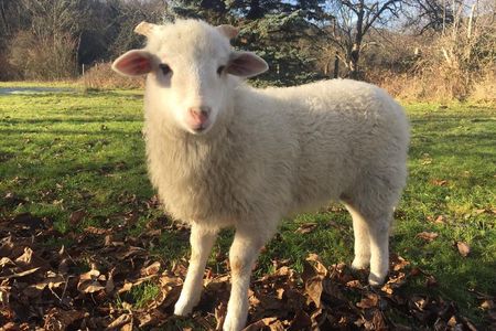 Achten Sie beim Weihnachtseinkauf zu gunsten der Tiere woher die Ware kommt, aus Liebe zu den tieren
