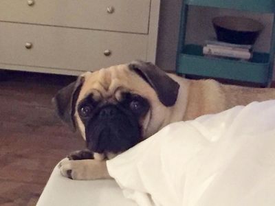 Mops will neues Bett