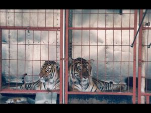 Tierschutzgerechte Haltung von Wildtieren im Zirkus ist nicht moeglich Tierschutzgerechte Haltung von Wildtieren im Zirkus ist nicht moeglich