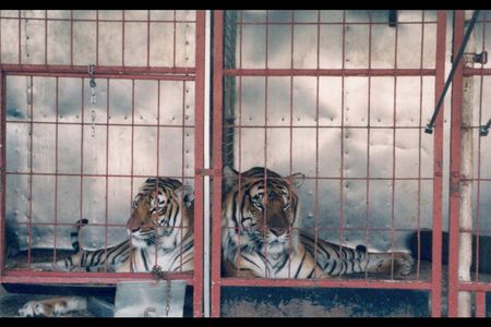 Tierschutzgerechte Haltung von Wildtieren im Zirkus ist nicht moeglich
