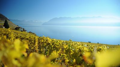 Genfer See Weingebiet