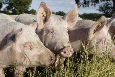 In Deutschland muessen jaehrlich etwa 750 Millionen Tiere fuer den Fleischkonsum sterben, weltweit sind es 60 Milliarden Tiere
