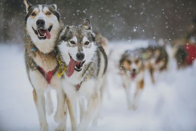 Schlittenhundefahrt, Muskoka Ein Heitatsantrag mit Wau Faktor ist garantiert, wenn Verliebte auf schnellen Pfoten auf einem Hundeschlitten durch den Schnee gleiten