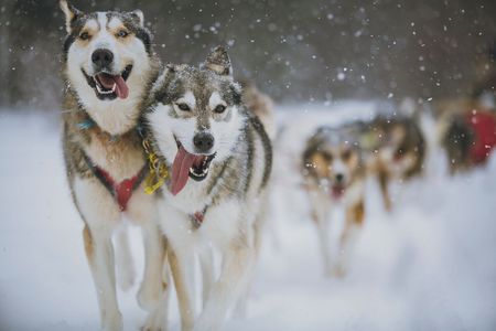 Schlittenhundefahrt, Muskoka Ein Heitatsantrag mit Wau Faktor ist garantiert, wenn Verliebte auf schnellen Pfoten auf einem Hundeschlitten durch den Schnee gleiten