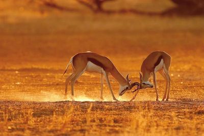 Reisen Namibia Springboecke