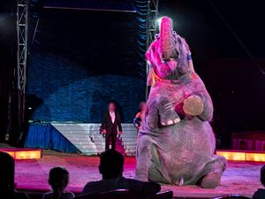 Die Haltung von Elefanten, Seeloewen, Loewen, Giraffen oder Tigern im Zirkus ist aus Tierschutzsicht nicht vertretbar