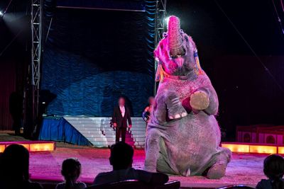 Die Haltung von Elefanten, Seeloewen, Loewen, Giraffen oder Tigern im Zirkus ist aus Tierschutzsicht nicht vertretbar