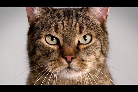 Katzen Spot von Mercedes CLA