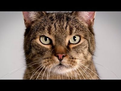 Katzen Spot von Mercedes CLA