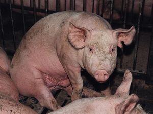 Anbieter tierischer Produkte werben mit mehr „Tierwohl“ aber es ist nur gutes Marketing