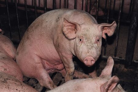 Anbieter tierischer Produkte werben mit mehr „Tierwohl“ aber es ist nur gutes Marketing