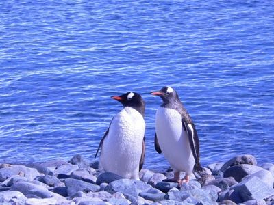 Am 25. April ist Welt-Pinguin-Tag