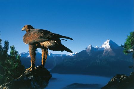 Die Schwingen des Steinadlers können gute zwei Meter Spannweite erreichen – in den Berchtesgadener Alpen/Oberbayern sind die Raubvögel vor allem im Talbereich oberhalb des Klausbachtals zu beobachten