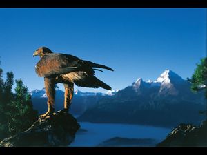 Die Schwingen des Steinadlers können gute zwei Meter Spannweite erreichen – in den Berchtesgadener Alpen/Oberbayern sind die Raubvögel vor allem im Talbereich oberhalb des Klausbachtals zu beobachten Die Schwingen des Steinadlers können gute zwei Meter Spannweite erreichen – in den Berchtesgadener Alpen/Oberbayern sind die Raubvögel vor allem im Talbereich oberhalb des Klausbachtals zu beobachten