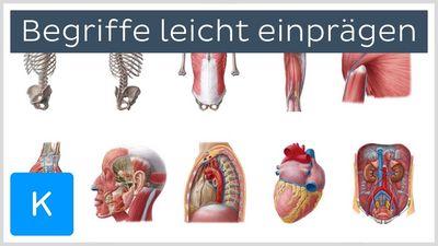Heute ist die Anatomie ein eigenständiger Bereich in der Medizin