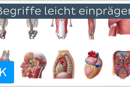 Heute ist die Anatomie ein eigenständiger Bereich in der Medizin