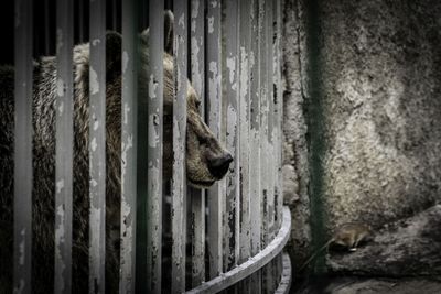 Eingesperrter Braunbaer vor Restaurant in Albanien