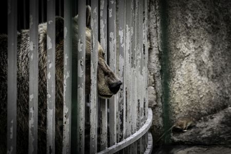 Eingesperrter Braunbaer vor Restaurant in Albanien