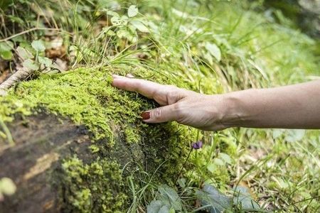 Deutschlands erster wissenschaftlich zertifizierter Bergkurwald befindet sich in der oberbayerischen Kurstadt Bad Reichenhall