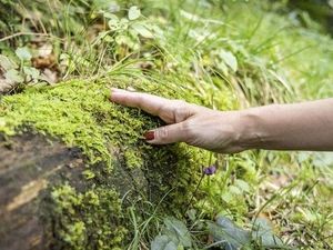 Deutschlands erster wissenschaftlich zertifizierter Bergkurwald befindet sich in der oberbayerischen Kurstadt Bad Reichenhall Deutschlands erster wissenschaftlich zertifizierter Bergkurwald befindet sich in der oberbayerischen Kurstadt Bad Reichenhall