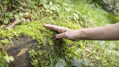 Deutschlands erster wissenschaftlich zertifizierter Bergkurwald befindet sich in der oberbayerischen Kurstadt Bad Reichenhall