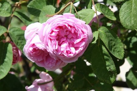 Die echte Toelzer Rose