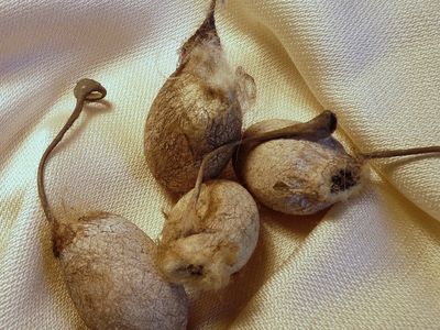 Kokons