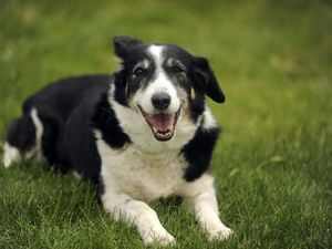 Tierheime berichten von steigenden Abgabezahlen nach dem Lockdown von Tieren ins Tierheim Tierheime berichten von steigenden Abgabezahlen nach dem Lockdown von Tieren ins Tierheim