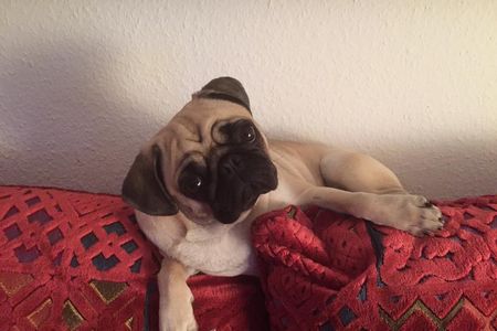 Unser Performance Marketing Mops Adele ist entsetzt Content Marketing ist Populismus