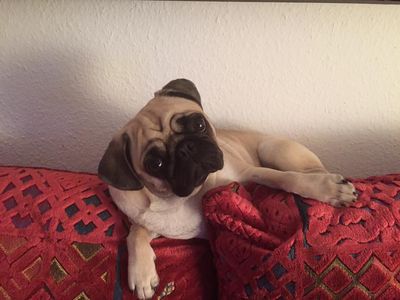 Unser Performance Marketing Mops Adele ist entsetzt Content Marketing ist Populismus