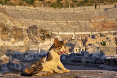 Die Katzen von Ephesos Lois Lammerhuber