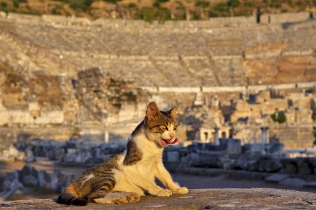 Die Katzen von Ephesos Lois Lammerhuber