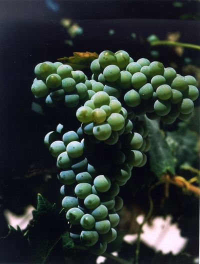 Wein Portugal Arinto Wein Portugal Arinto