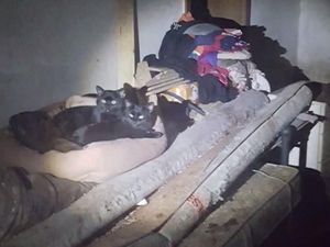 44 extrem verwahrloste Hunde, 18 Katzen und drei Kaengurus fand man im dunklen Keller der Tieraerztin 44 extrem verwahrloste Hunde, 18 Katzen und drei Kaengurus fand man im dunklen Keller der Tieraerztin
