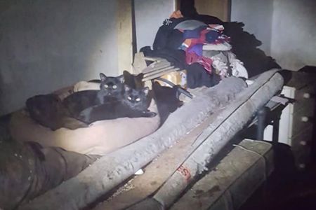 44 extrem verwahrloste Hunde, 18 Katzen und drei Kaengurus fand man im dunklen Keller der Tieraerztin