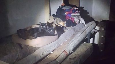 44 extrem verwahrloste Hunde, 18 Katzen und drei Kaengurus fand man im dunklen Keller der Tieraerztin