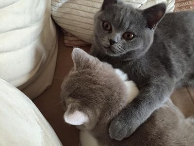 Die Katzen Molly und Merlin sind die beiden Hausgenossen von Moni und sehr verschmust