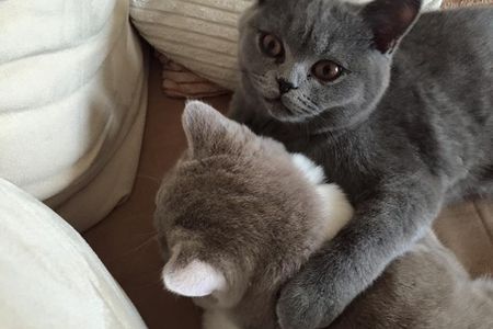 Die Katzen Molly und Merlin sind die beiden Hausgenossen von Moni und sehr verschmust
