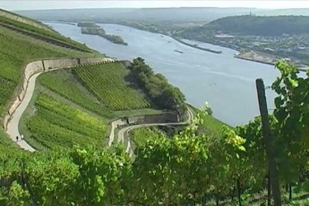 Im Rheingau hat der Weinbau eine lange Familientradition