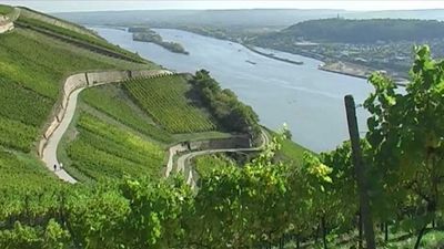 Im Rheingau hat der Weinbau eine lange Familientradition