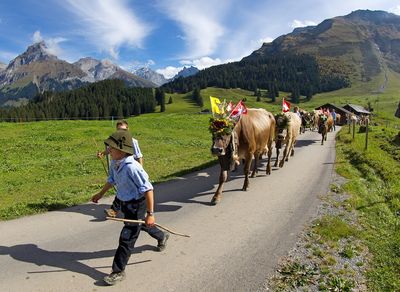 Engelberg Kinder mit Kuehen