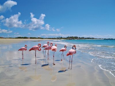 Reisen Lernidee Erlebnisreisen Flamingos auf Galapagos Reisen Lernidee Erlebnisreisen Flamingos auf Galapagos